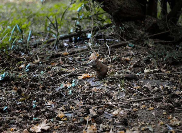 Ekorren Äter Något Naturen — Stockfoto