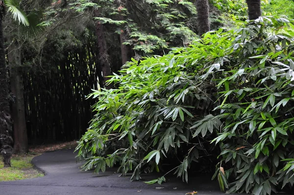 Plants Arboretum Shrubs Green Trees — Stock Photo, Image