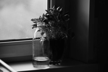 siyah ve beyaz natürmort: bir kap ıspanak ve bir şişe su