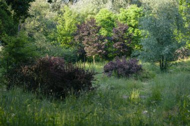 Botanik rezervinde kırmızı yapraklı ve yeşil ağaçlar