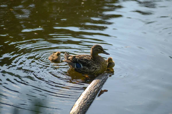 Pato Com Seus Patinhos Reservatório Natural — Fotografia de Stock
