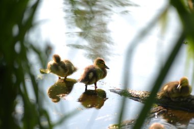 Üç ördek yavrusu bir gölde yüzüyor.
