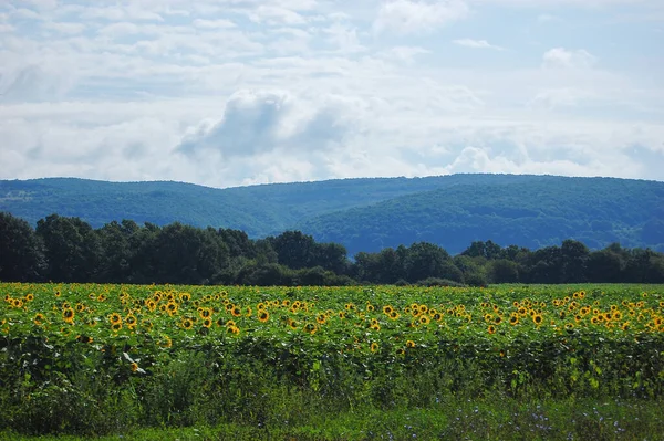 Southern landscape: fields of sunflowers, clouds in the sky, trees and hills