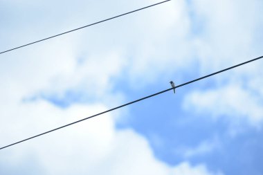 Kablolardaki beyaz kuyruk