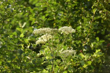Zehirli domuz otu Sosnovsky - tehlikeli foto-toksik ot