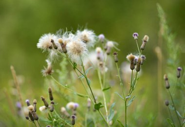 Ot devedikeni yazın çayırda