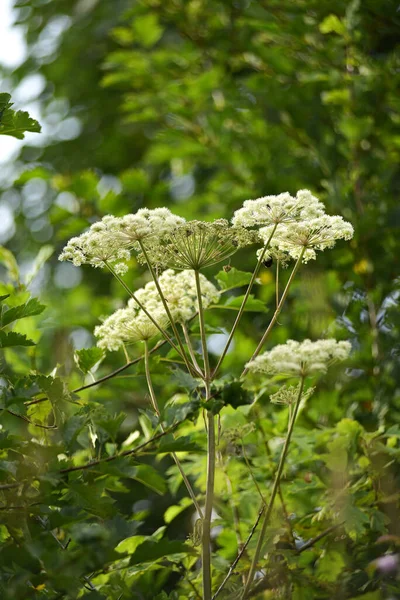 Mérgező Hogweed Sosnovsky Veszélyes Fototoxikus — Stock Fotó