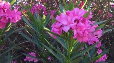 Yeşil yapraklı bir ağaçta pembe çiçekler. Güzel çiçekler kavramı..