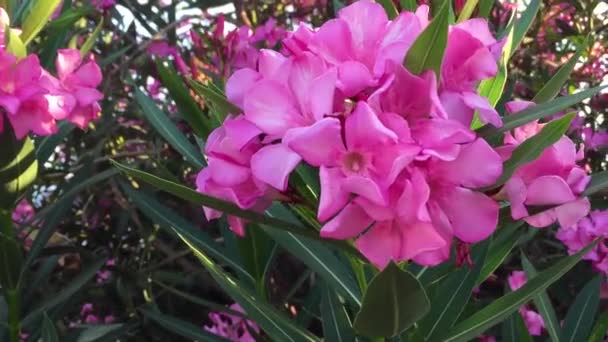 Flores Rosadas Árbol Con Hojas Verdes Concepto Hermosas Flores — Vídeo de stock