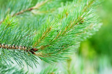 Pomerania, Polonya için herdem yeşil iğne yapraklı orman büyüyen İskoç veya Sarıçam Pinus sylvestris ağaç dalı.