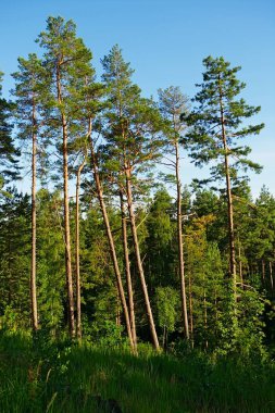 Uzun boylu İskoç grubu veya bir orman glade bir güneşli yaz gün içinde büyüyen Sarıçam Pinus sylvestris ağaçlar. Pomerania, Kuzey Polonya.