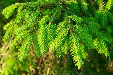 Ormanda büyüyen bir yeşil Norveç ladin Picea abies şube Close-up. Pomerania, Kuzey Polonya. 