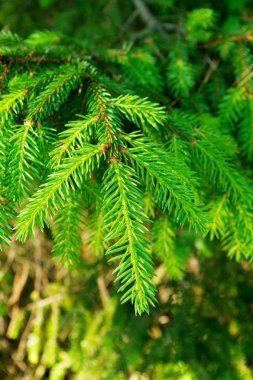 Ormanda büyüyen bir yeşil Norveç ladin Picea abies şube Close-up. Pomerania, Kuzey Polonya. 