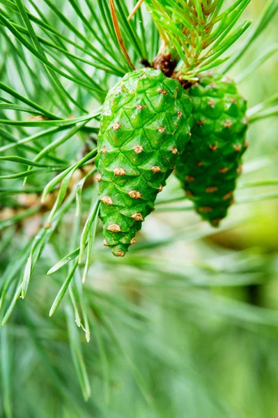 스코틀랜드의 스카치 소나무 Pinus Sylvestris 폴란드 포메라니아 숲에서 — 스톡 사진