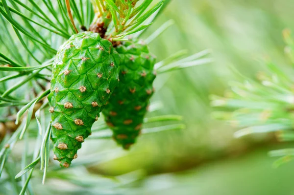 스코틀랜드의 스카치 소나무 Pinus Sylvestris 폴란드 포메라니아 숲에서 — 스톡 사진