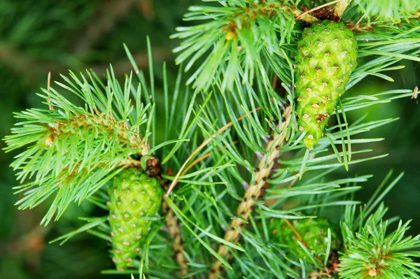 스코틀랜드의 스카치 소나무 Pinus Sylvestris 폴란드 포메라니아 숲에서 — 스톡 사진