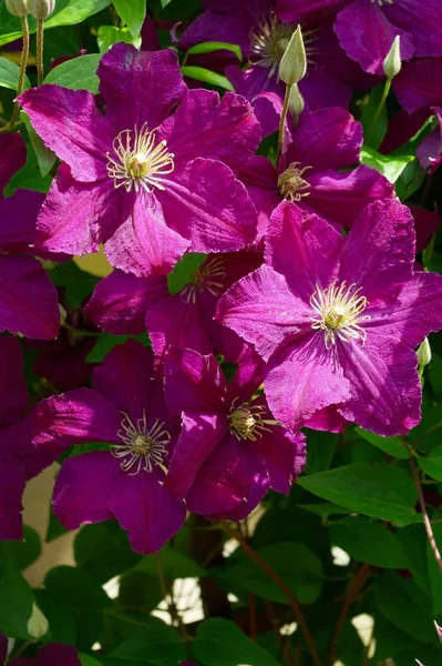 花园中绽放的紫色铁线莲花 — 图库照片