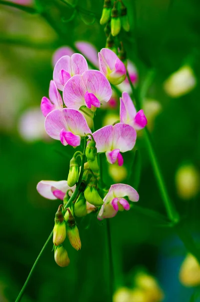 Sweet Pea Lathyrus Odoratus Květy Kvetoucí Zahradě — Stock fotografie