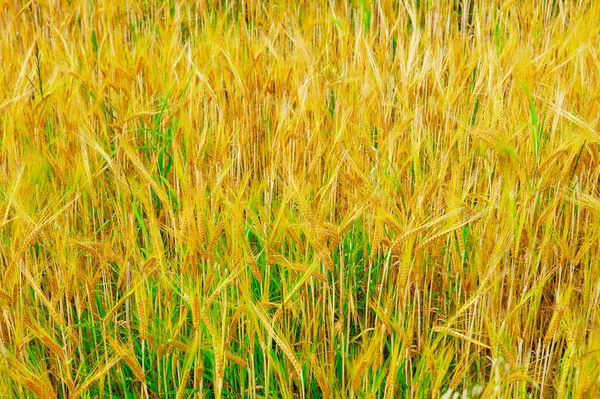 Orelhas Grãos Triticale Híbrido Trigo Centeio — Fotografia de Stock