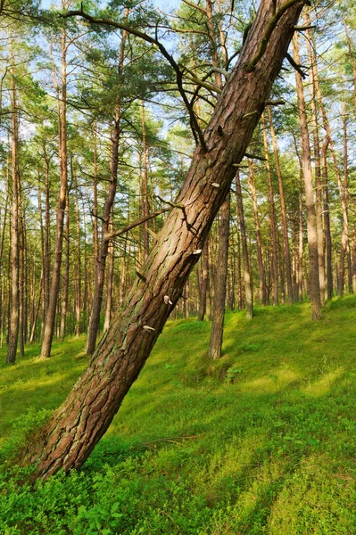 İskoç çamı Pinus sylvestris orman ile ön ağaca yaslanmış. Pomerania, Kuzey Polonya.