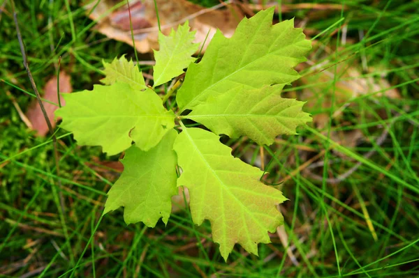 Oak Tree Sapling Growing Forest Top View — Stock Photo, Image