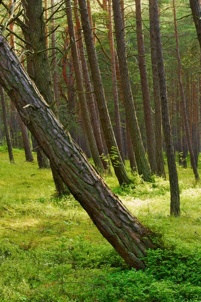 İskoç çamı Pinus sylvestris orman ile ön ağaca yaslanmış. Pomerania, Kuzey Polonya.
