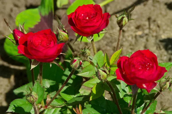 Rojo Rosa Bloossom Luz Del Sol Primavera Jardín — Foto de Stock