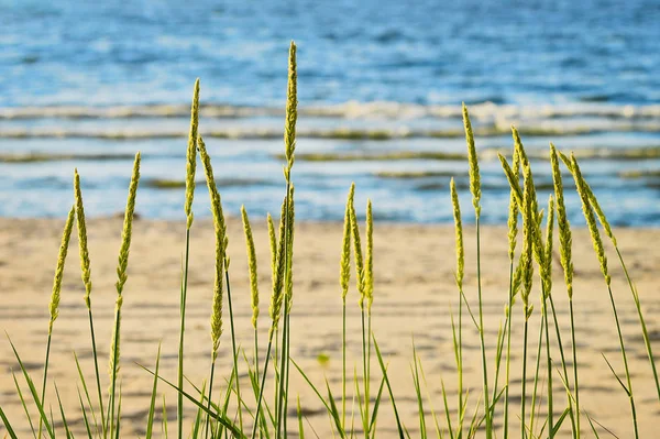 Seelandschaft Mit Sand Weidelgras Leymus Arenarius Wächst Ostseestrand Der Hintergrund — Stockfoto