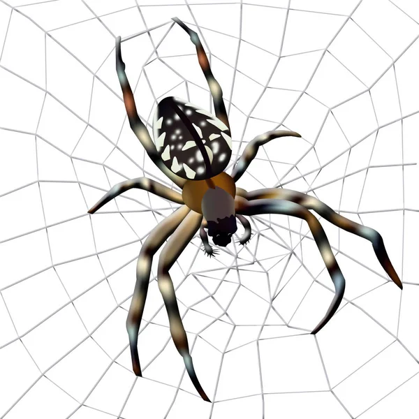 Spinnennetz Illustration Der Spinne Mit Spinnennetz Auf Weißem Hintergrund — Stockfoto