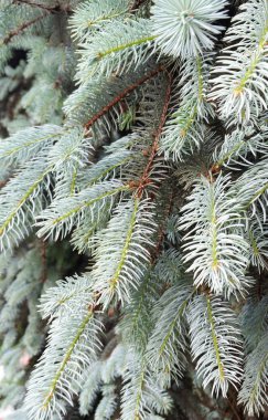 Bir ağaç dalları. Ladin pençeleri. Noel ağacı