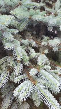 Bir ağaç dalları. Ladin pençeleri .