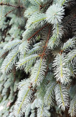 Bir ağaç dalları. Ladin pençeleri. Noel ağacı