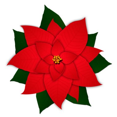 Poinsettias beyaz bir arka plan üzerinde izole Noel çiçektir.