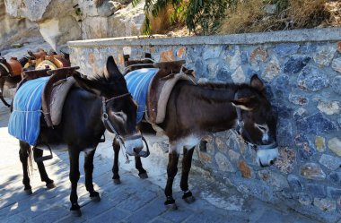 Saddles ile iki eşek Lindos duvara karşı duruyor. Rodos Adası. Yunanistan