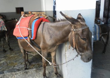 Eşek ile saddles Lindos şehir içinde dur. Rodos Adası. Yunanistan