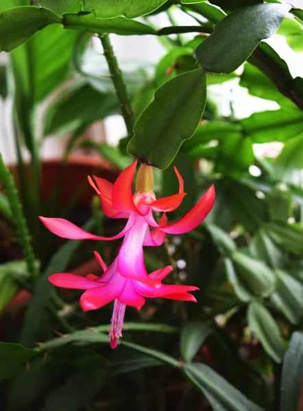 꽃 식물 schlumbergera russelliana 난 피 핑크 꽃 — 스톡 사진