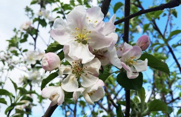 Apple blossoms. Apple tree branch with flowers against the sky i