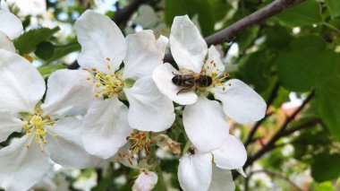 Elma çiçekleri. Baharda çiçeklerle elma ağacı dalı. Apple 