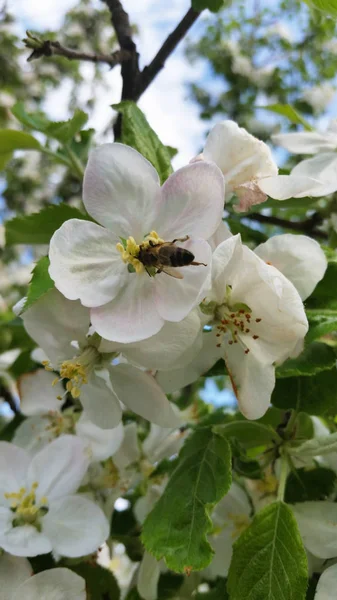 Apple blossoms. Apple tree branch with flowers in spring. Apple