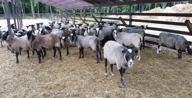 Koyun sürüsü. Çayırda bir koyun sürüsü.