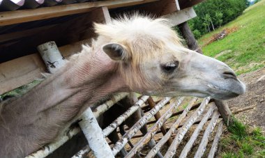 Çayırda deve. Deve kalemden dışarı bakıyor. Eller okşayarak