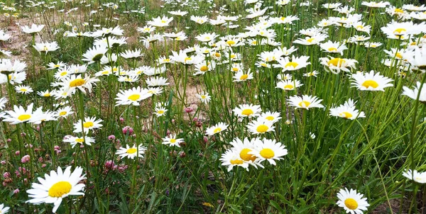 Les fleurs de camomille poussent dans les champs. Marguerites sauvages en été — Photo