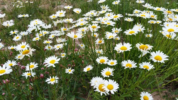 카모마일 꽃은 필드에서 성장한다. 여름에 야생 데이지 — 스톡 사진