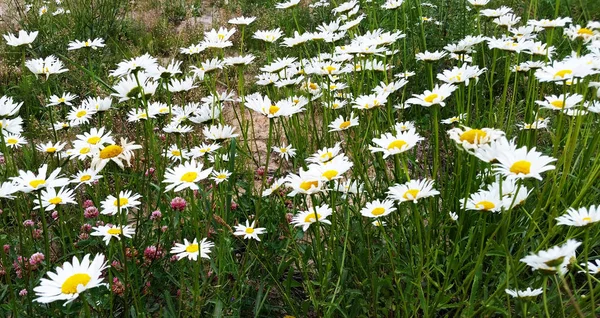 카모마일 꽃은 필드에서 성장한다. 여름에 야생 데이지 — 스톡 사진