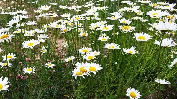Les fleurs de camomille poussent dans les champs. Marguerites sauvages en été — Photo