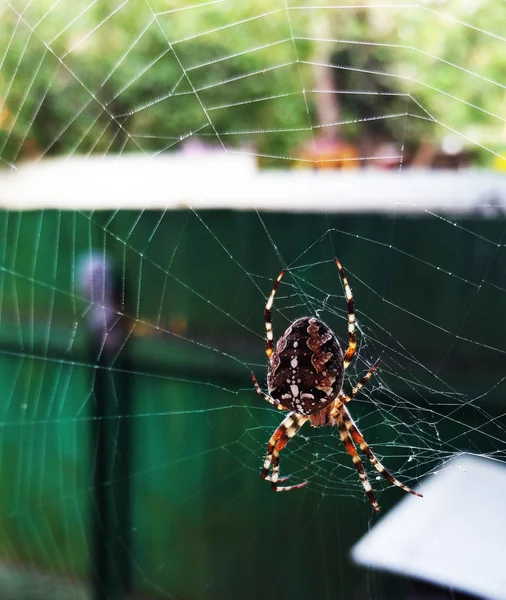 Spider on web. A spider spins a web. spider