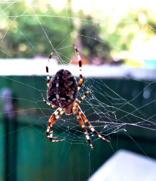 Un ragno sul web. Un ragno gira una ragnatela. ragno — Foto Stock