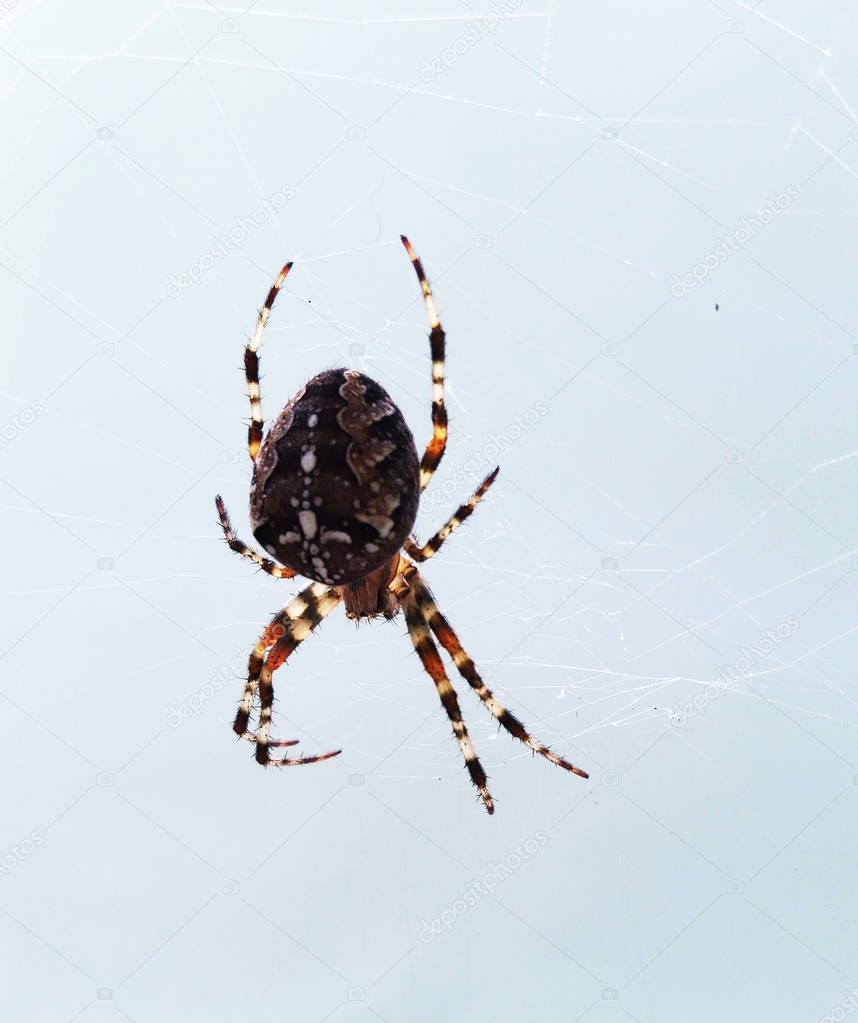 Spider on web. A spider spins a web. spider on white background.