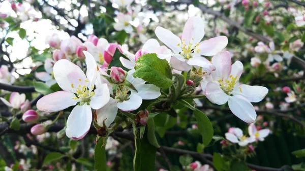 Floraison Des Pommiers Printemps Branche Pommier Fleurs Fleur Pomme — Photo