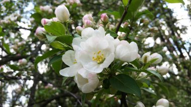 Baharda çiçek açan elma ağaçları. Çiçekli bir elma ağacının dalı. Elma çiçeği..